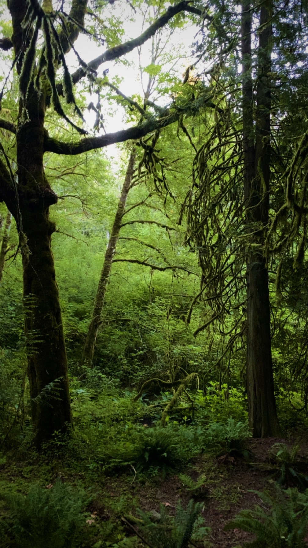 Forest greenery photo